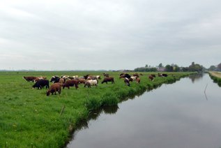 D66 Hollands Landschap