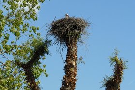 D47 Ooievaar op zelf gebouwd nest