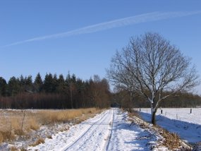 L13 Winter in Haulerveld