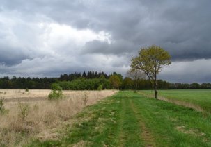 L49 Voorjaar in Haulerveld